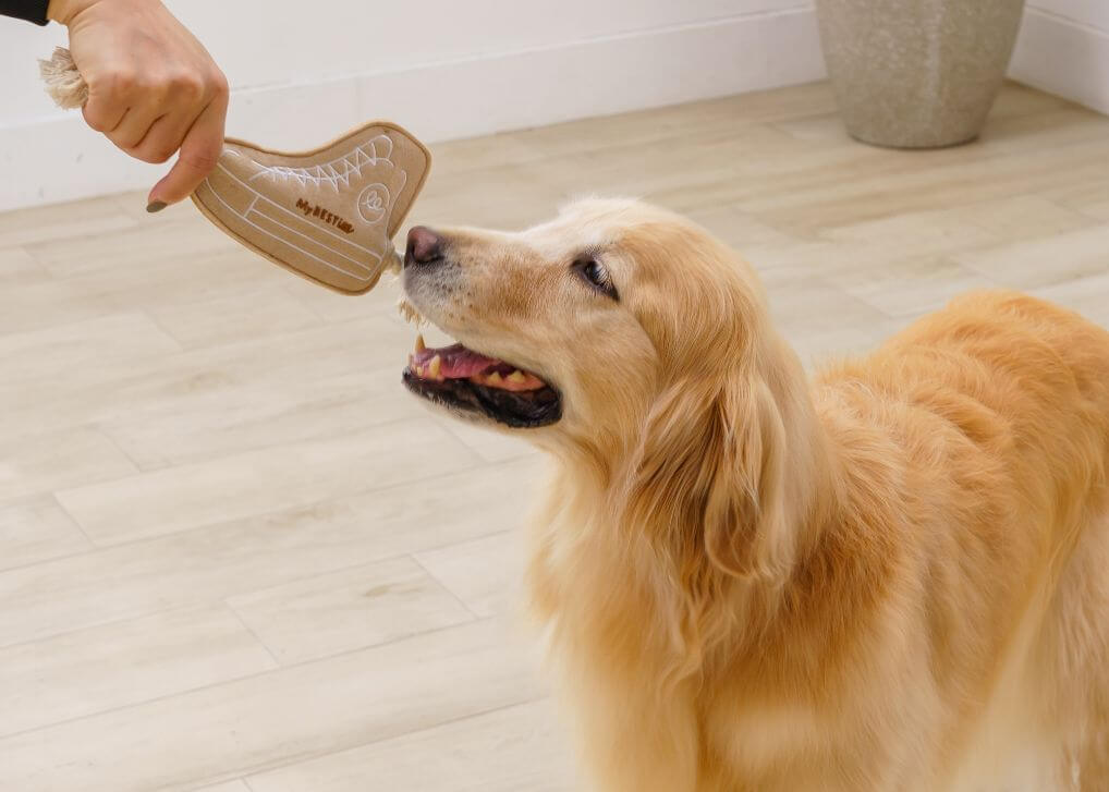 犬が夢中になる遊び方をご紹介!犬との遊び方がわからない人必見です!