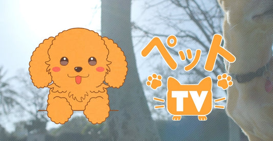 【メディア情報】ペットTVに弊社代表が出演中📺