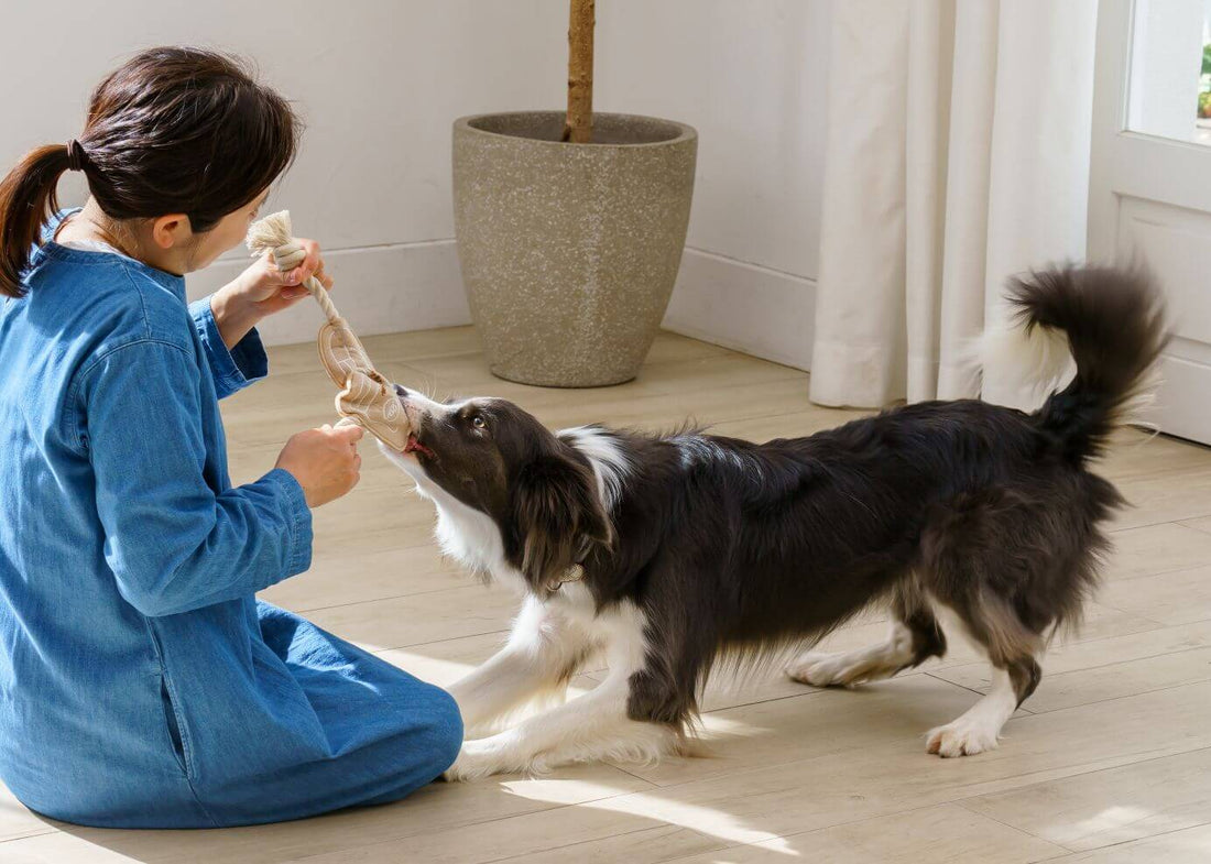 【獣医師監修】犬の噛み癖に悩んでいる方必見!噛む理由としつけ方を解説