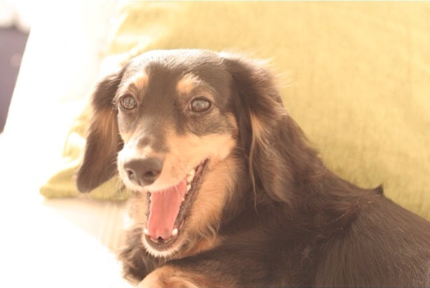 【獣医師監修】犬がくるくる回る理由と対処法は?病気の場合の見分け方も解説