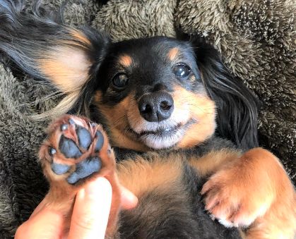 【獣医師監修】犬の爪切り、嫌がる場合はどうすればいい?初心者でも安心な爪の切り方のコツ