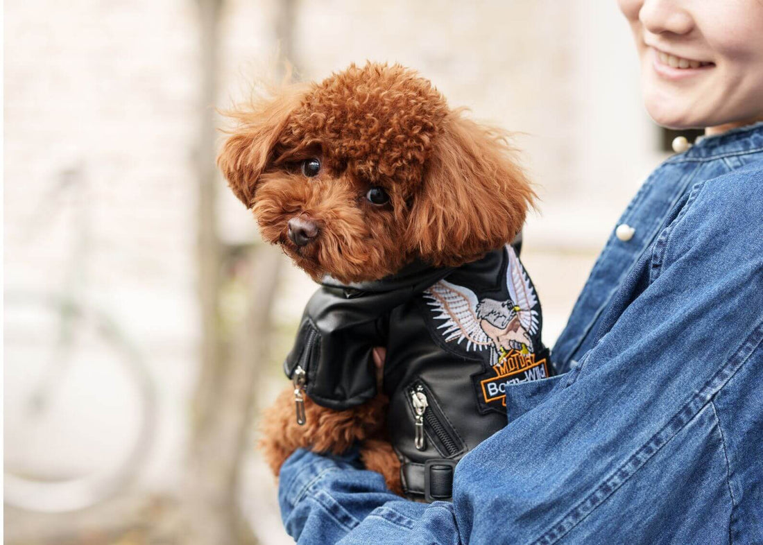 犬の名前を迷っている人へ…おすすめの名前200選と名付けのヒントをご紹介