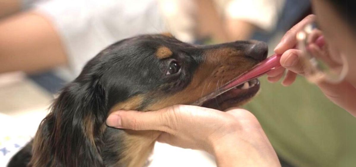 【獣医師執筆】犬の歯磨きをマスターしよう!歯磨きが必要な理由と、おすすめの歯磨きの始め方をご紹介
