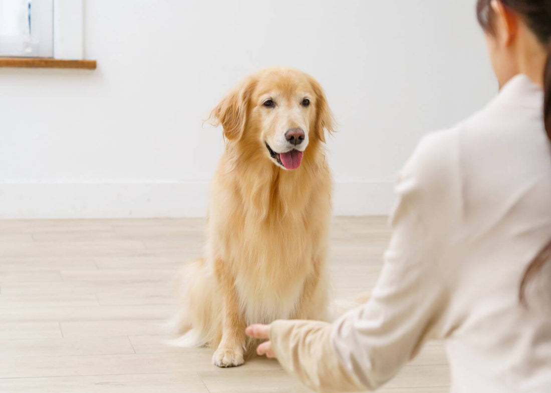 【獣医師監修】知らないと危険!犬が食べてはいけないもの一覧 理由や注意点、誤食の防ぎ方までご紹介