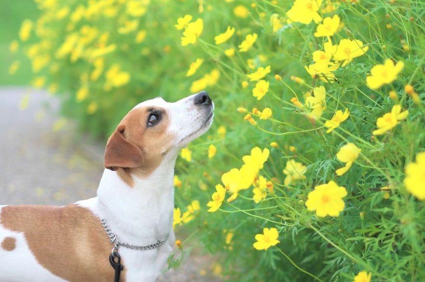 【獣医師監修】犬が食べると危険な花などの植物一覧!誤食防止の対策も解説