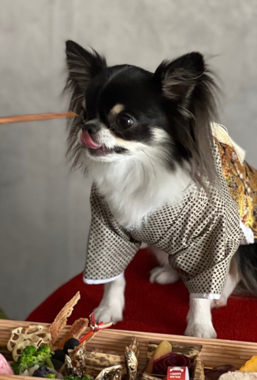 愛犬用 厳選おせち 6種9品