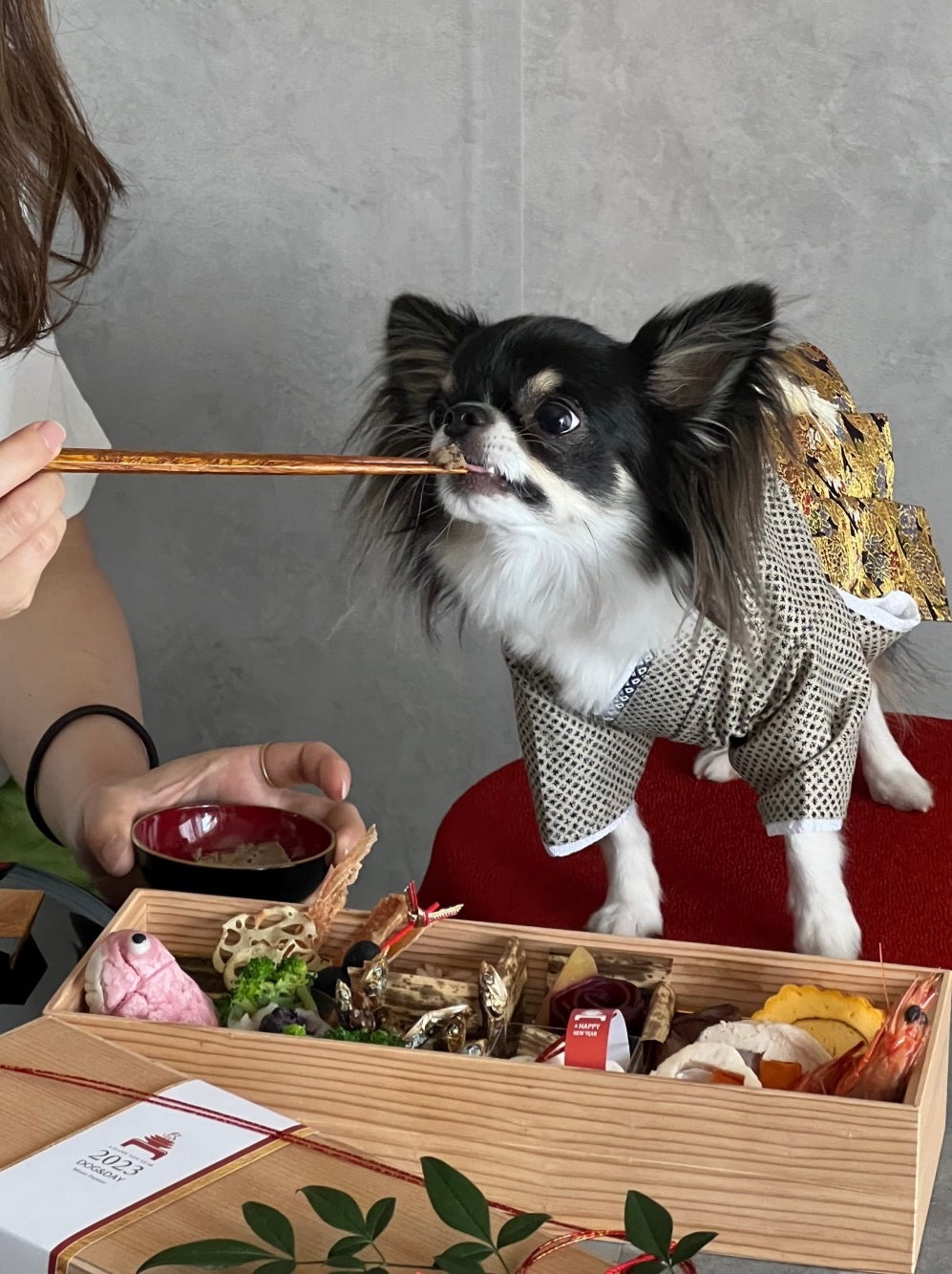 愛犬用 特選おせち 10品