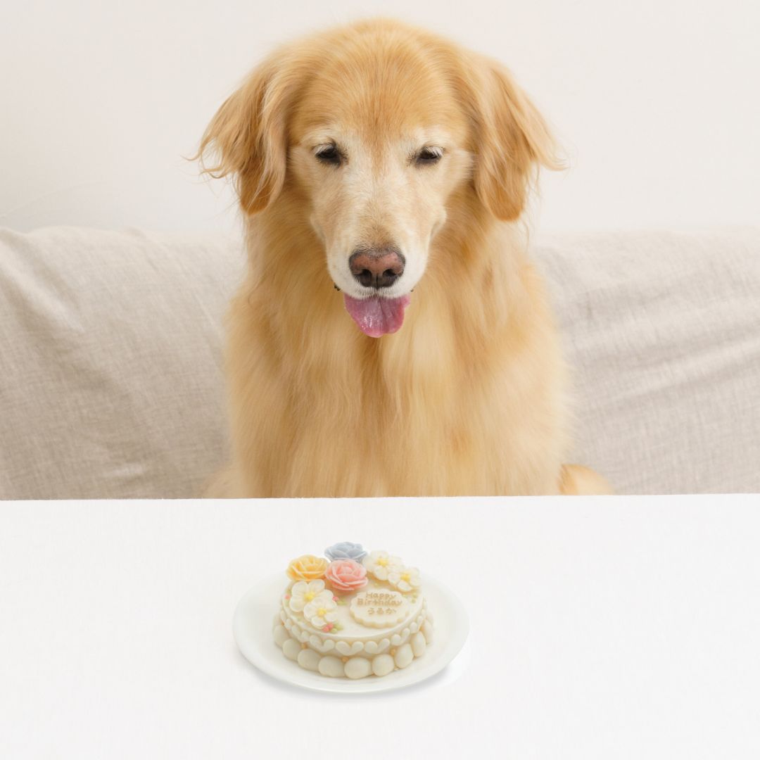 愛犬用 アニバーサリーケーキ フラワー