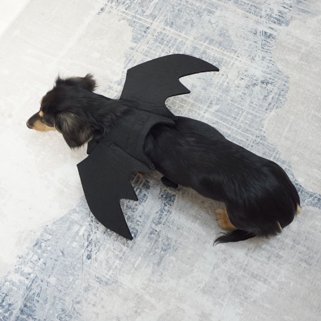 【セット販売専用】ハロウィン ウイングコスチューム