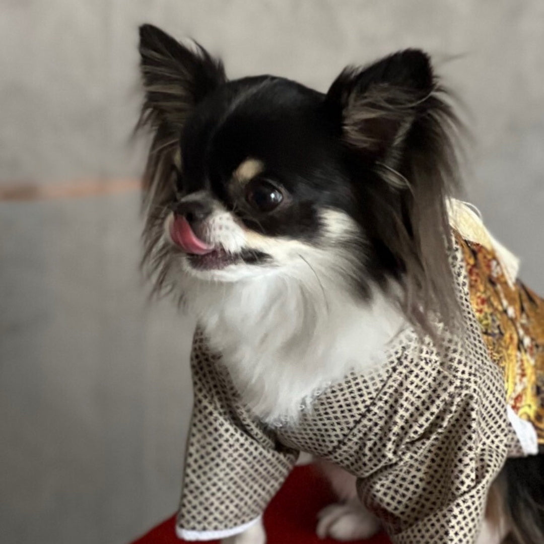 愛犬用 おせち 恵（めぐみ） 7種9品