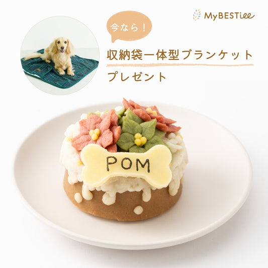 愛犬用 ハッピーケーキ ステラ
