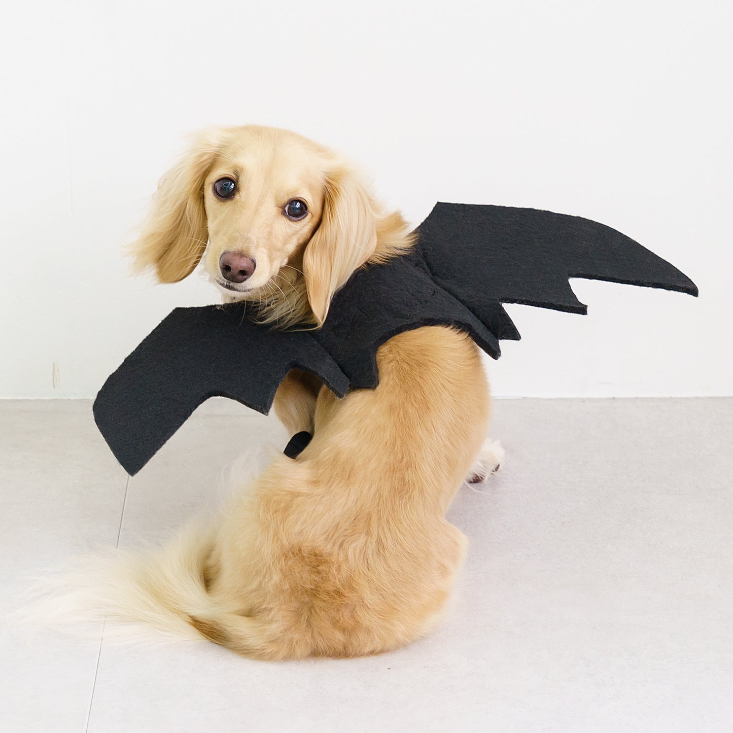 【送料無料】ハロウィンBOX＆クリスマスBOXセット