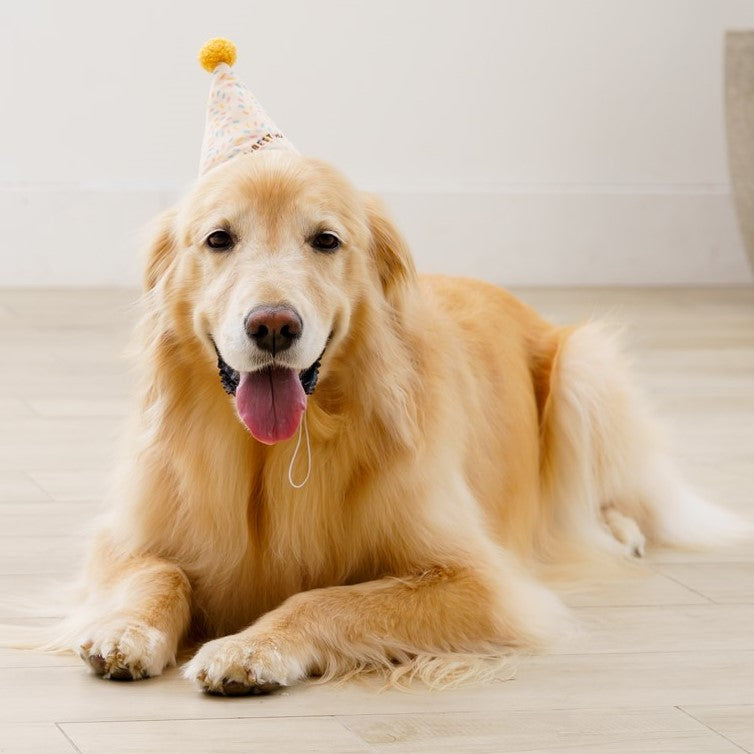 【送料無料】愛犬用 誕生日ケーキ フラワーセットD