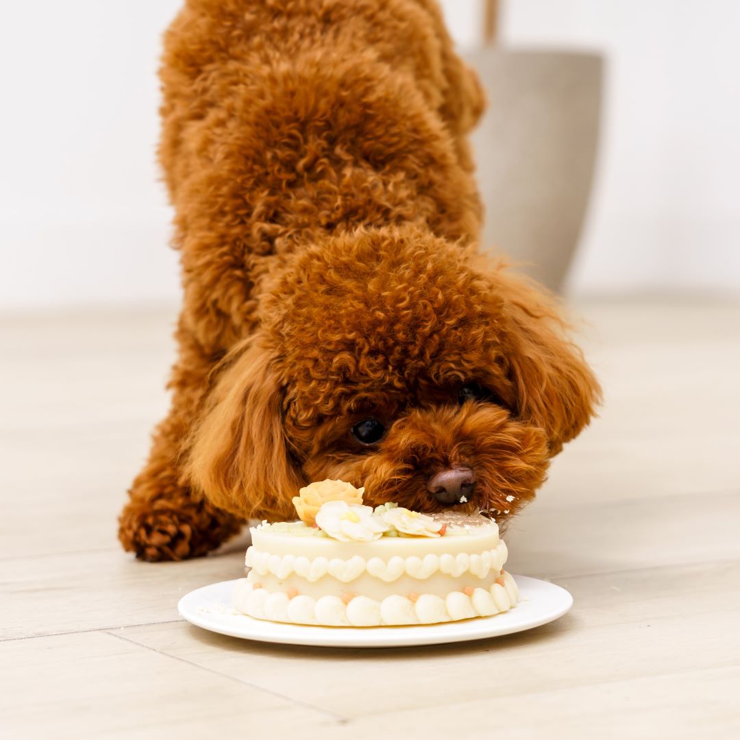 【送料無料】愛犬用 誕生日ケーキ フラワーセットE