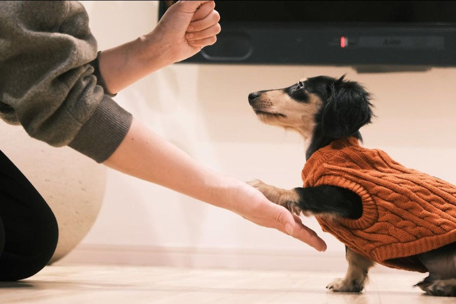 獣医師監修】簡単にできる犬のしつけ方 効果的なしつけの順番について